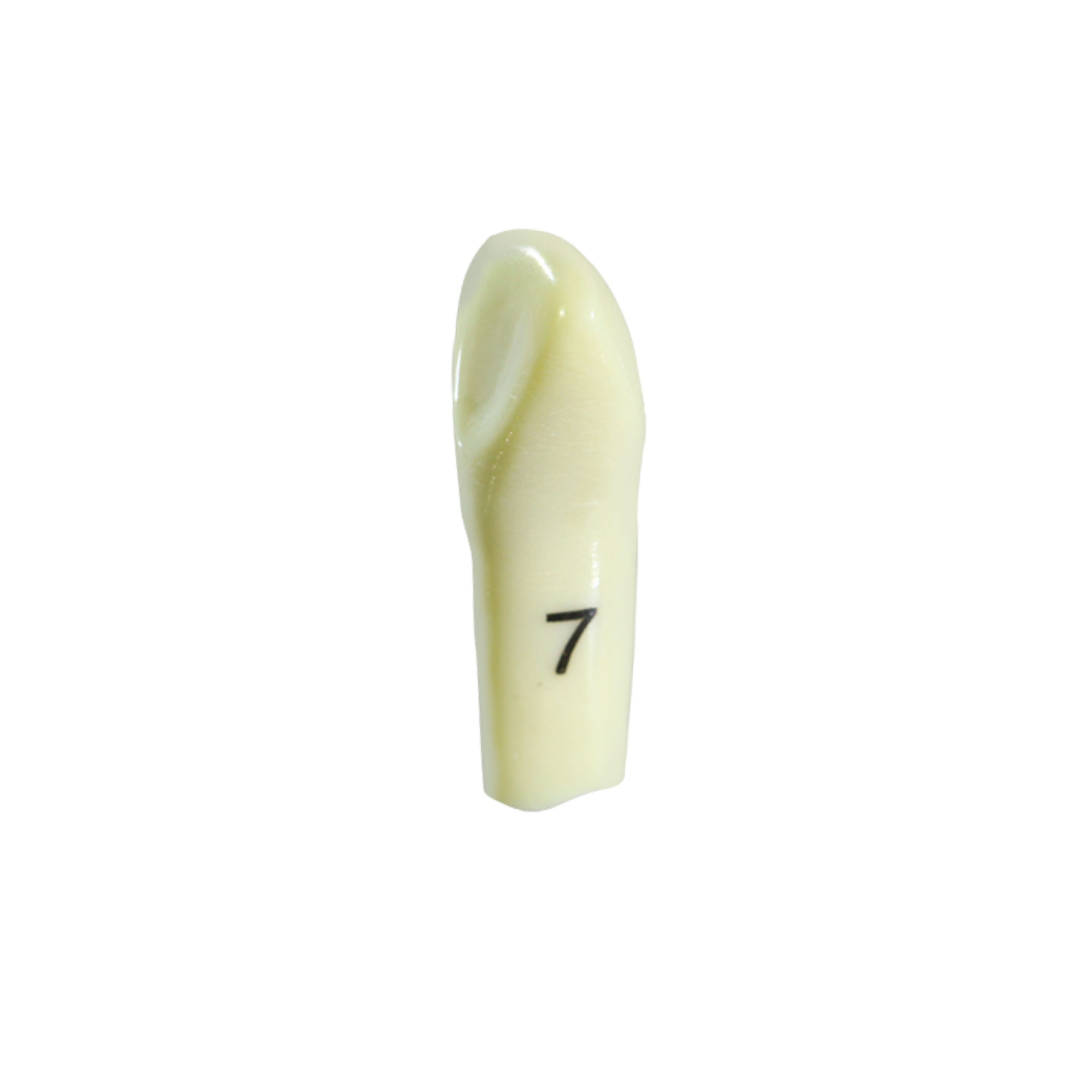 Columbia 860 Dental Typodont Teeth Replacement – 10pcs Individual Teeth, Unbranded